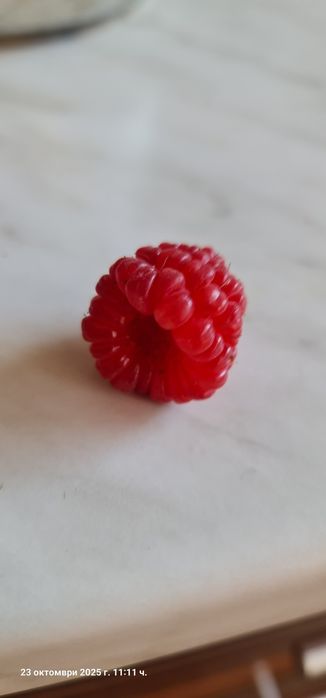 Продавам малини сорт Люлин