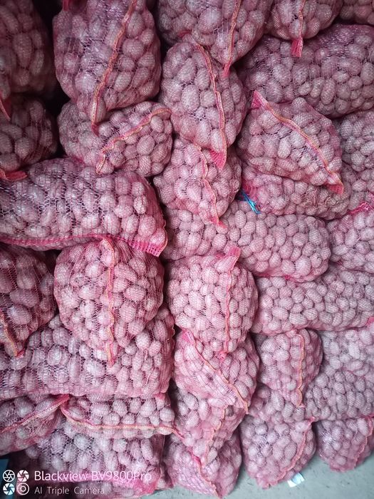 Cartofi de sămânță albi și roșii