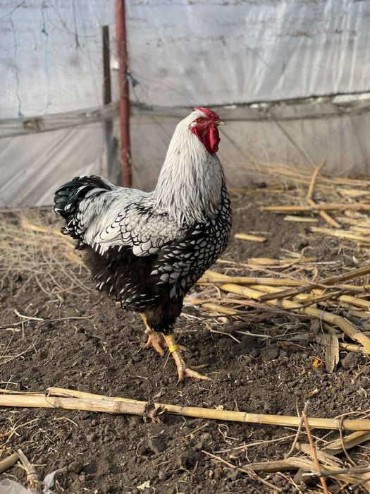 Oua Wyandotte argintiu