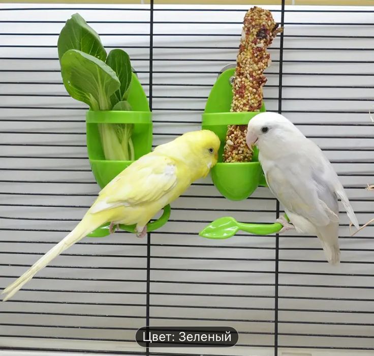 Продам большое зеркало для попугаев