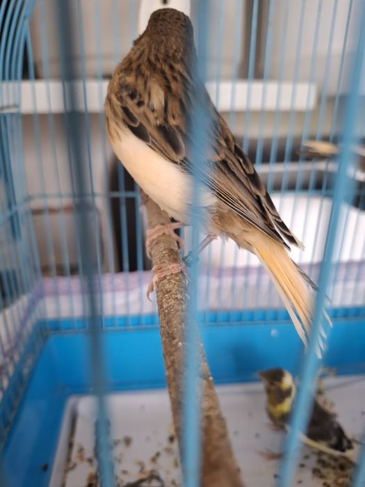 Canari de cantec tineri 2026