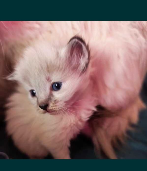 Котята Невская маскарадная !