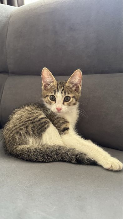 Отдам мальчика котенка