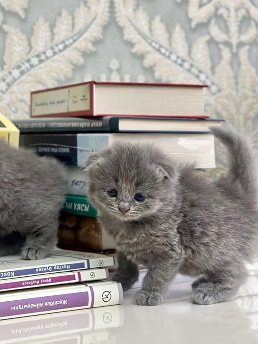 Котята 1 месяц Британский