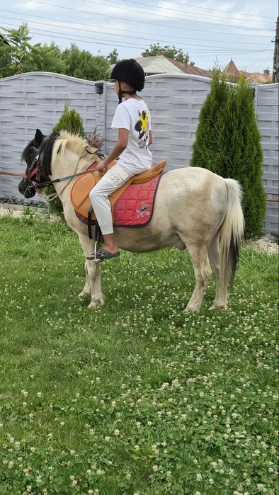Ponei castrat , accept schimb cu animale