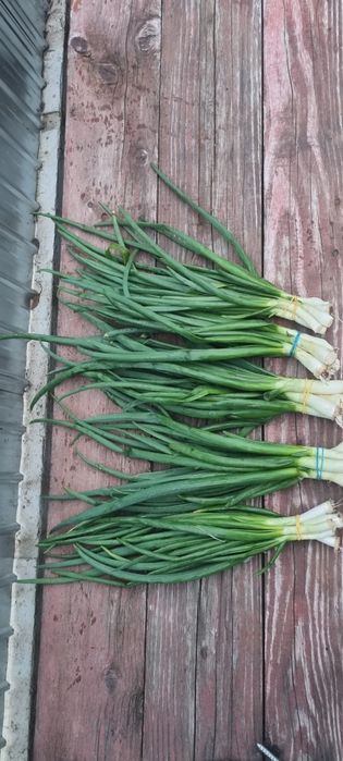 Vând ceapa verde