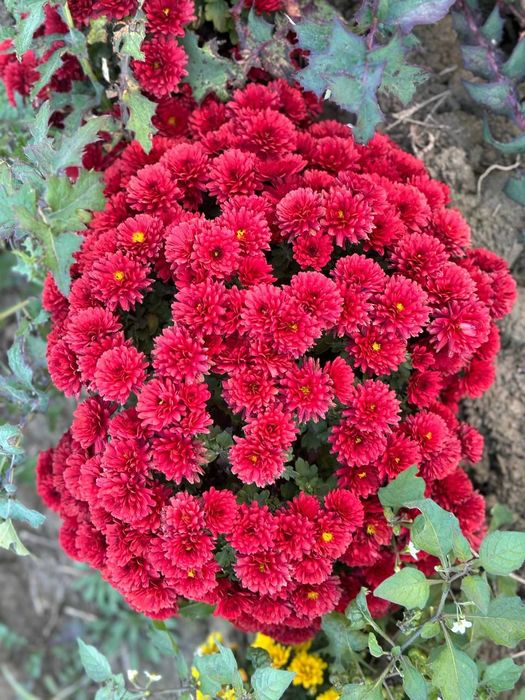 Xrizantema, globus gullar