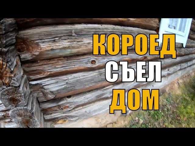 Уничтожим короеда