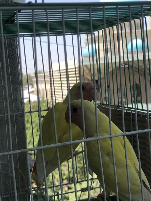 Карелла ва неразлучники ручнойла