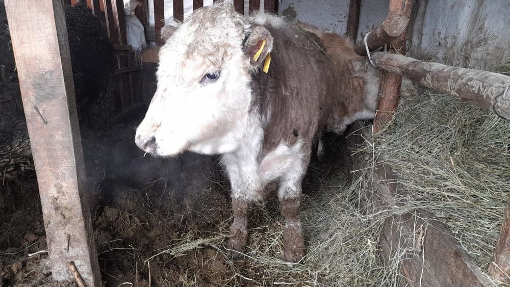 Продам бычков Аулекол