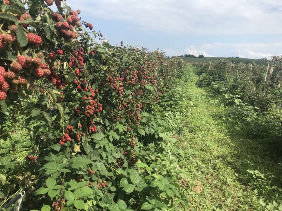 Елитен разсад малини и къпини.