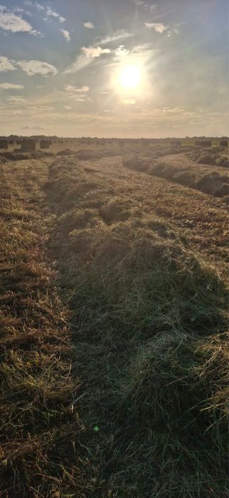 Рулон хороший этого года