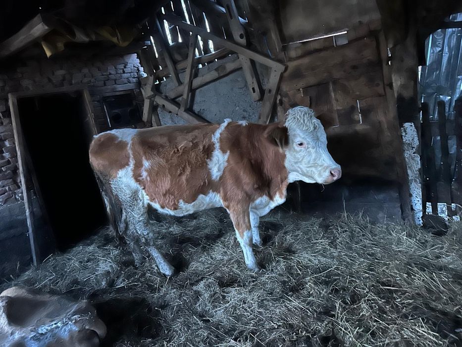 Vând juninca de abator