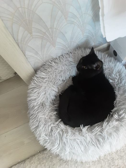 Отдам в хорошие руки