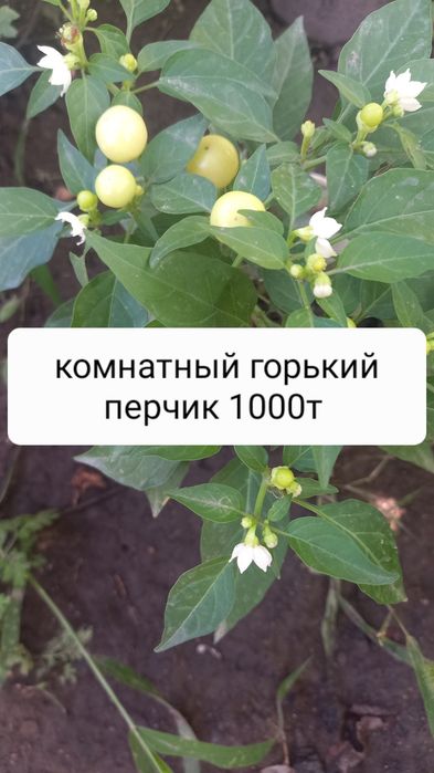 Продам недорого цветы