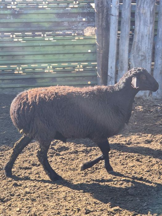 Гиссар кошкарлар