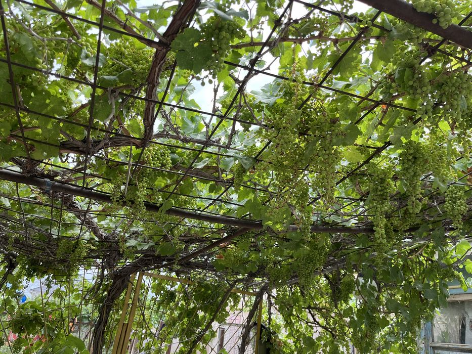 Дача Сот "Химик"