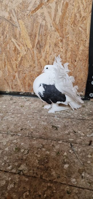 Porumbei votați indieni de vânzare  100lei bucata