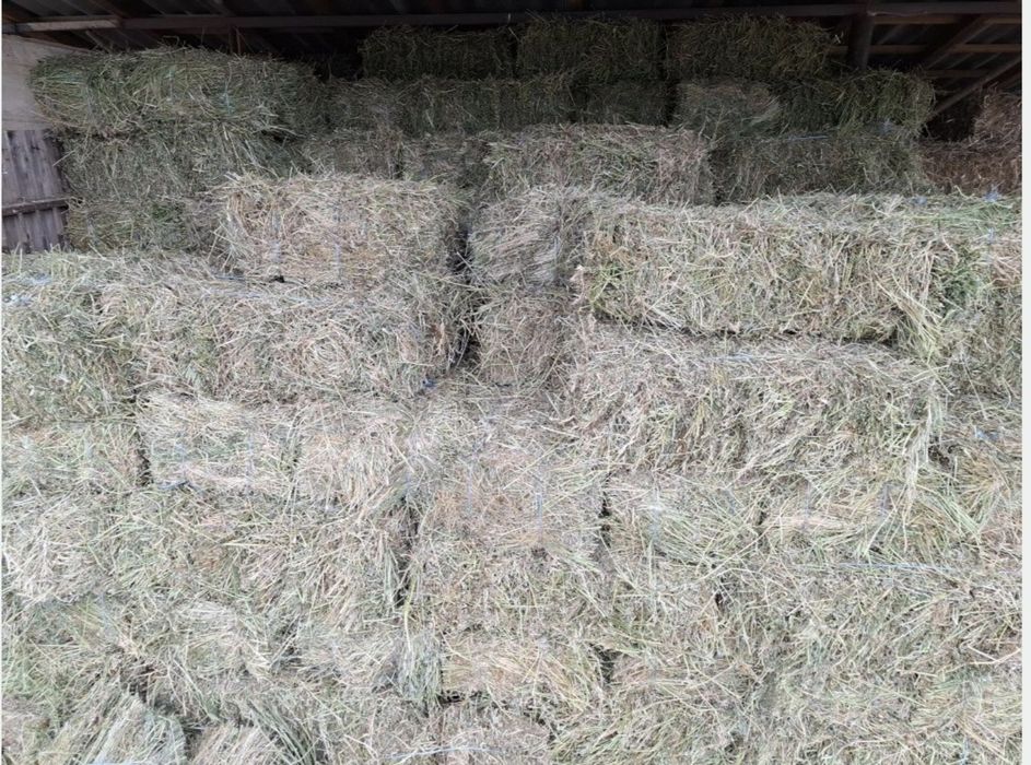 Vand 3000 de baloti de lucerna