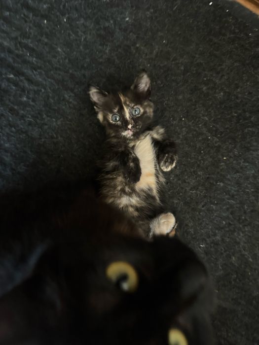 Отдам котят в добрые руки
