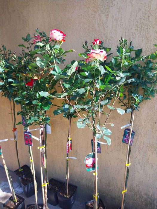 Trandafiri copac inaltime de 100-120cm