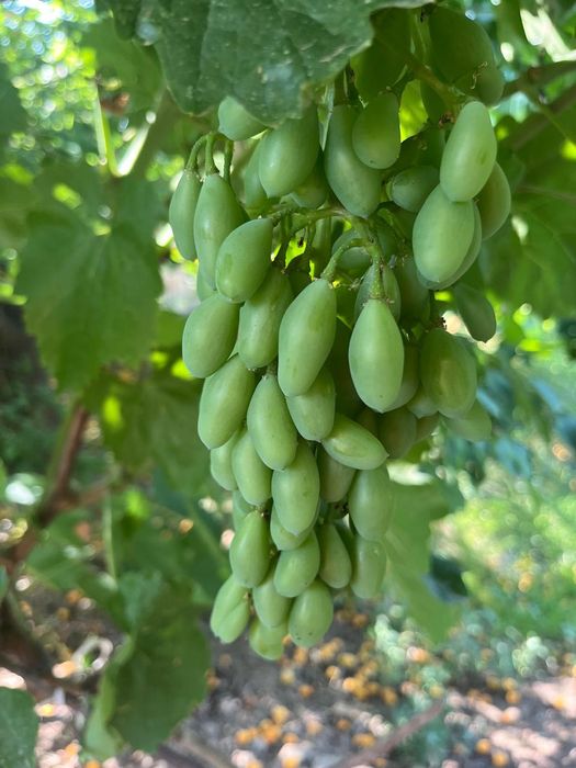 Продам или сдам в аренду дачу ПМК29