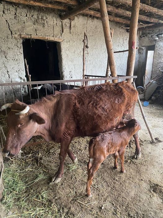 Ona bola sigir sotiladi yaxshi narxda