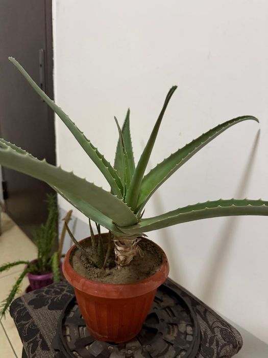 Продам цветы цены от 10000 до 20000тенге