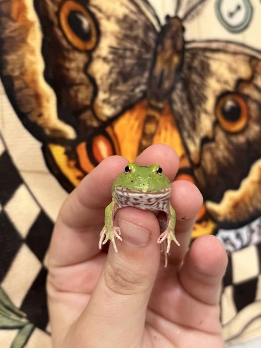 Рогатки зеленые малышня