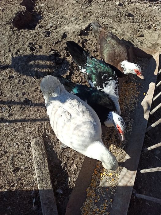 Гусь утки продам