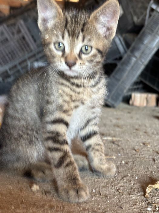 Малки котенца подарък