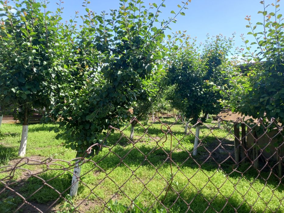 Продава се Къща в с. Крушето, Област Велико Търново - 200 кв.м за 128 €/кв.м - Снимка #4