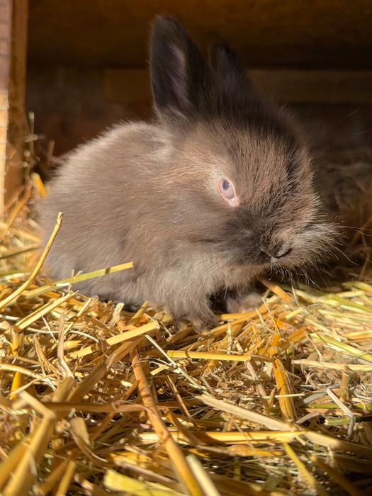 Vând Pui iepure pitic