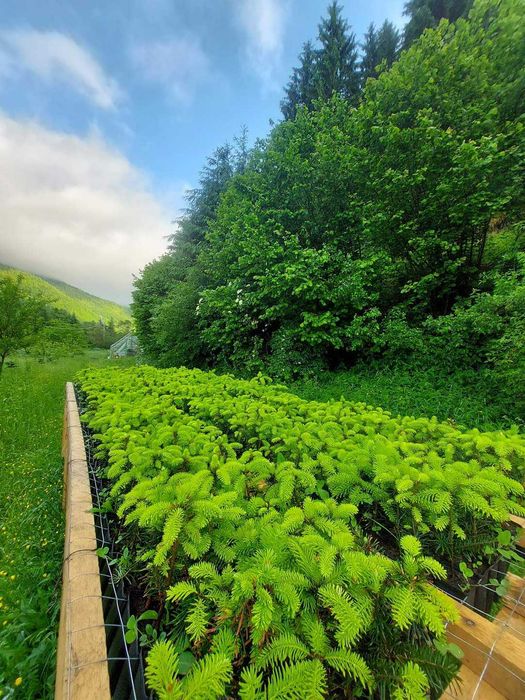 Pachet 100 buc. Marturii Evenimente-Puieti Braduti containerizati