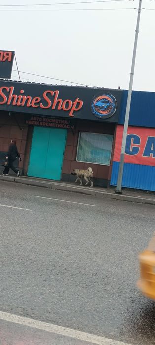 Найден пёс Акита напротив Магнума по рыскуловары