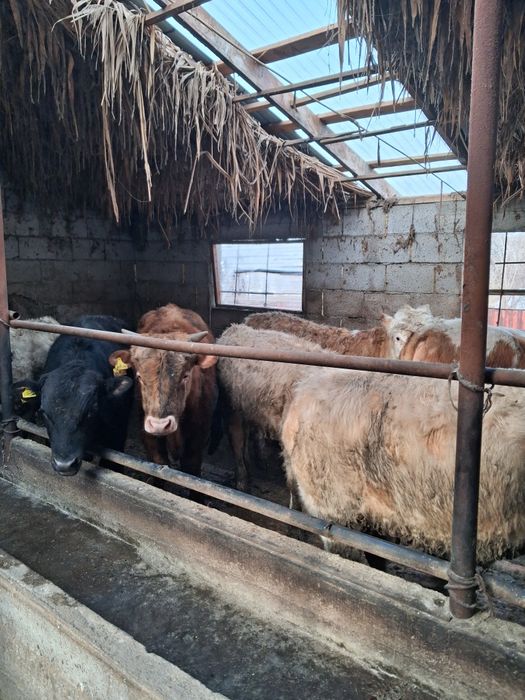 1 жане 2 жасар бұқалар