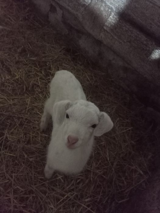 Продам молочного направления козлят