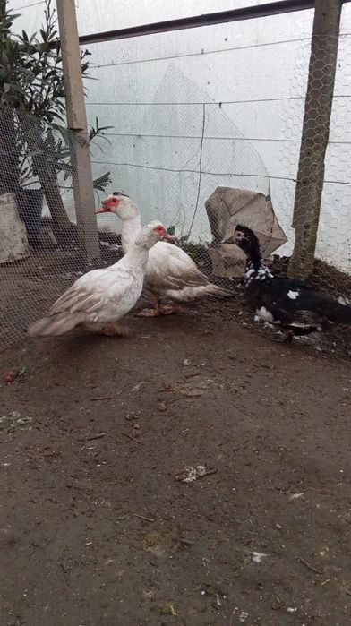 Vând rațe 180 lei toate sau 70 de lei bucata si 90 rățoiul