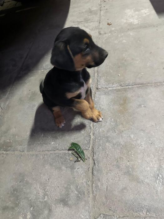 Щенки породистые