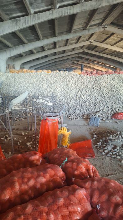 Картошка сатылады оптом