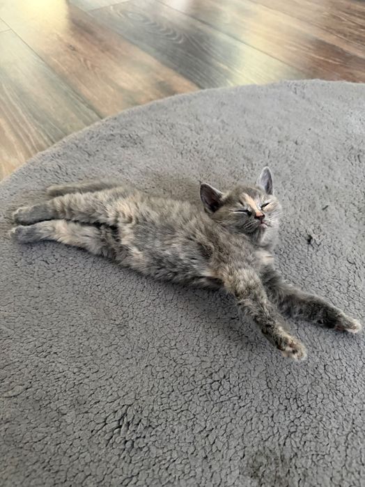 Отдам котенка в добрые руки