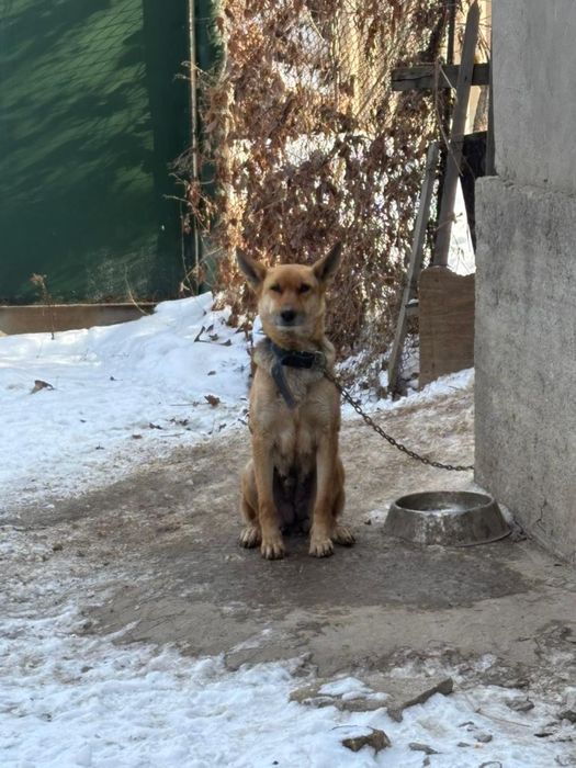 Продам щенков   .