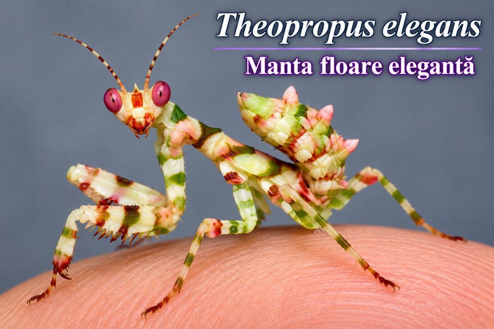 Mantis rare calugarita speciala insecte exotice rare terariu hrana animale de companie