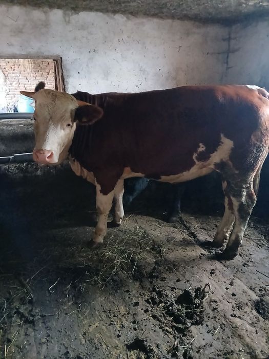 Vând un taur angus negru și o junica bălțată românească