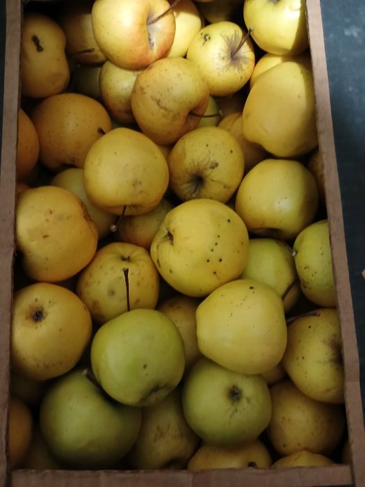 Mere golden de vanzare