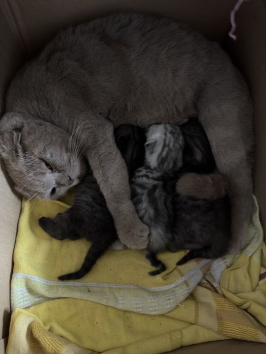Котята вислоухие