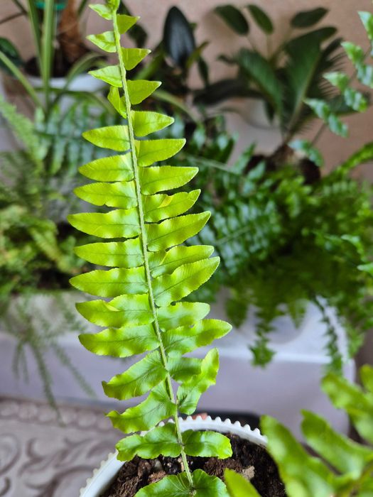 Комнатные цветы недорого