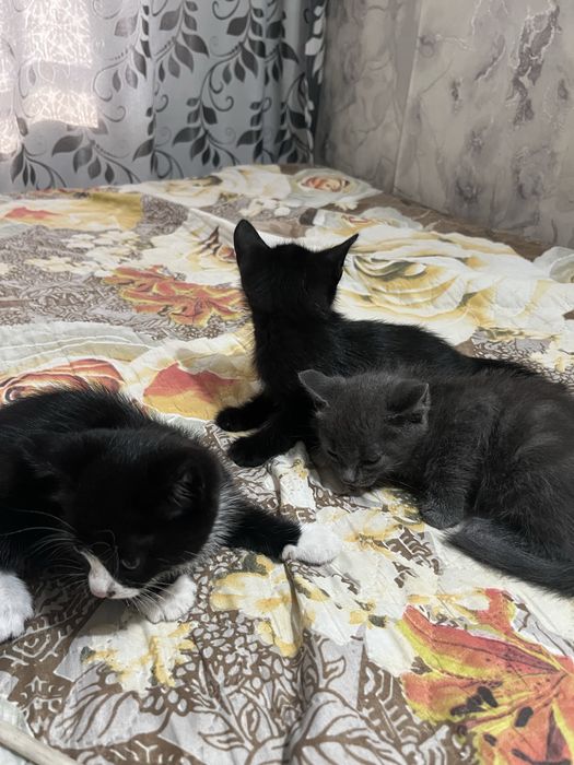 Отдам котят в хорошие руки