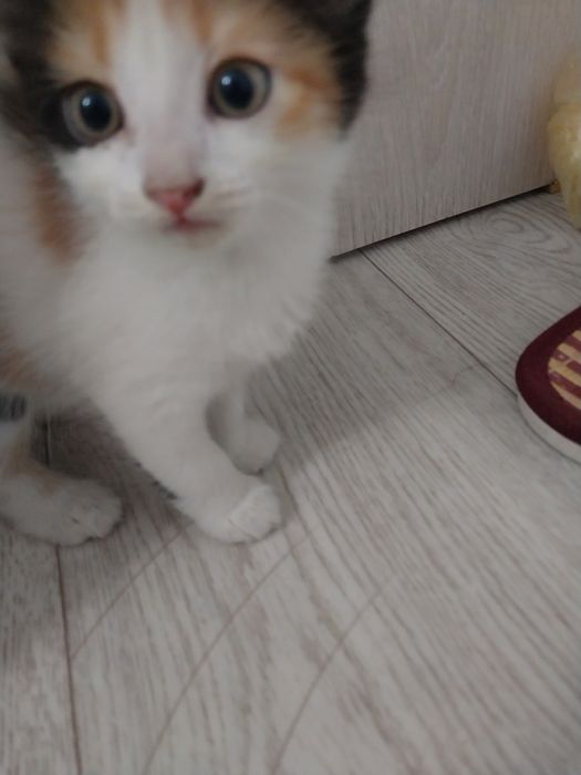 отдам котяттар добрым людям