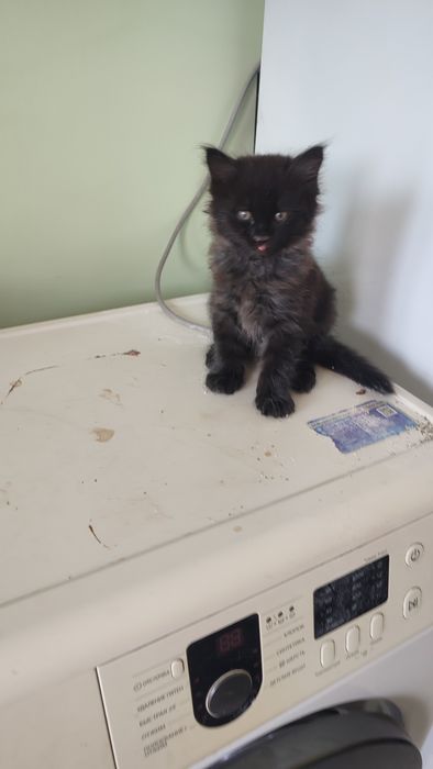 Котенок мальчик,  черный, пушистый